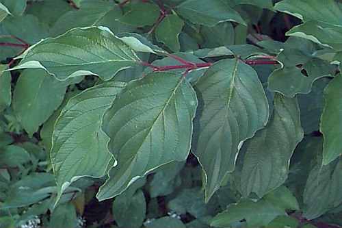 Pruning+red+twig+dogwood+bushes