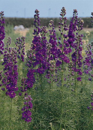 Blue ( Delphinium ajacis )