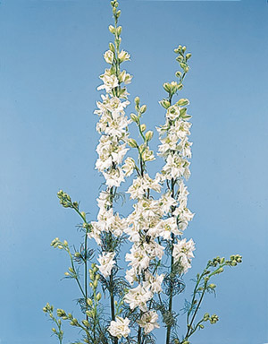 Series White ( Delphinium