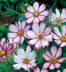  Flowers on Jim S Favorite Flower Garden Seeds