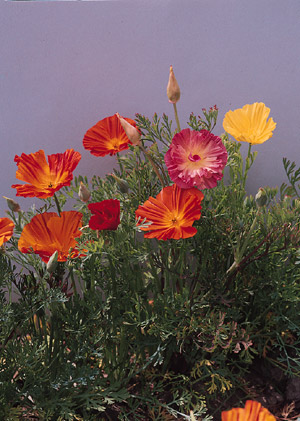 california poppy seeds. Mix California Poppy