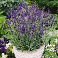 Lavandula vera