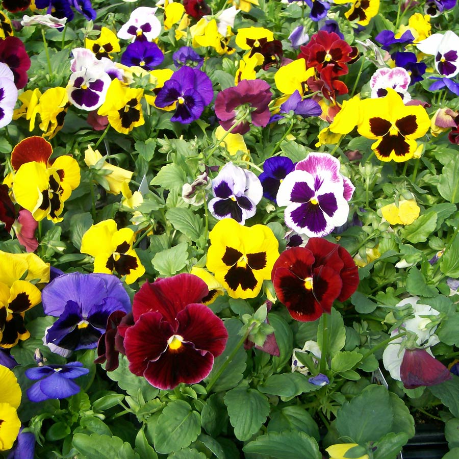 Viola Seeds from around the world in Retail Packs