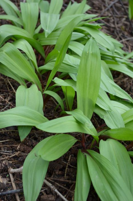 Ramps Wild Leeks