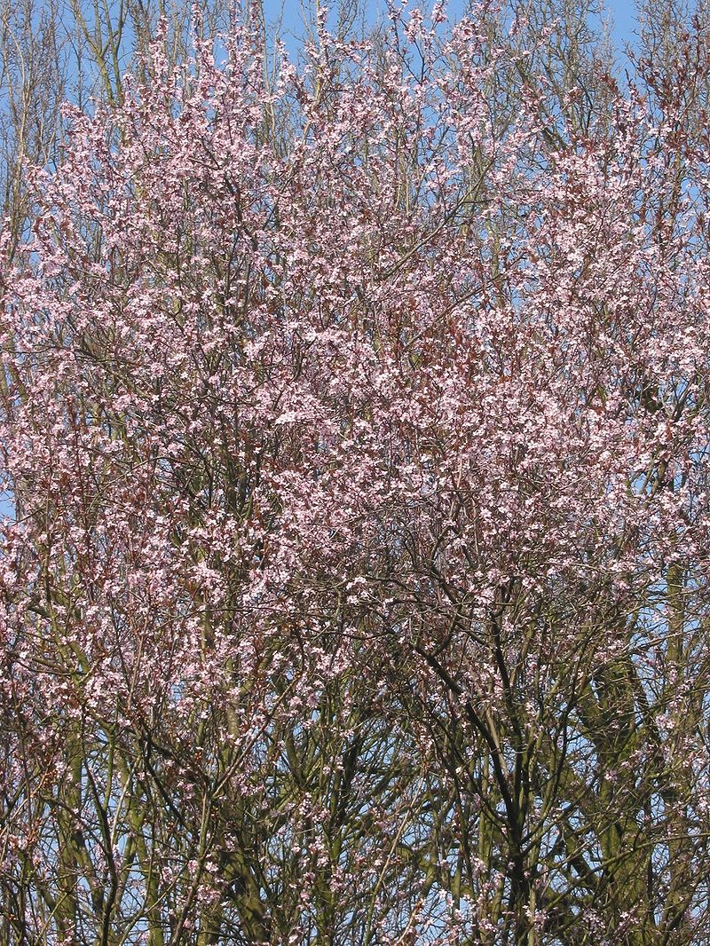 cherry tree pictures. medium size cherry tree