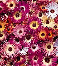 Burpee Seeds and Plants