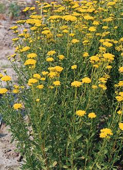 Godetia Flowers on Yellow Cut Flowers