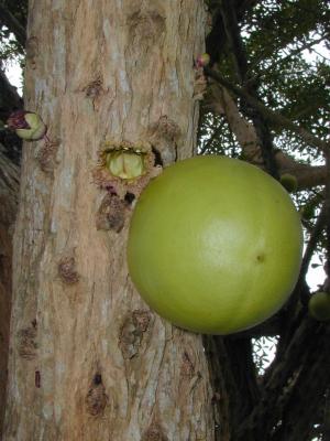 gourd tree