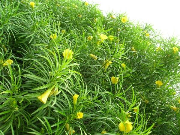 http://www.seedman.com/image/rhn005.jpg