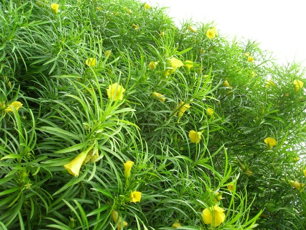 Mexican Oleander