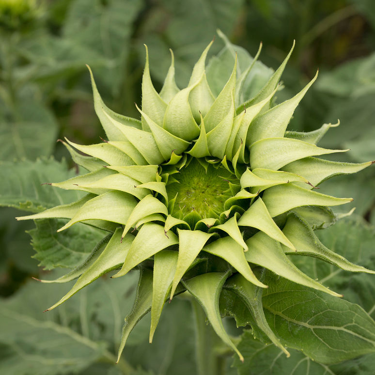fill sun sunflower seed helianthus sunflowers seeds f1 annuus annual flower seedman