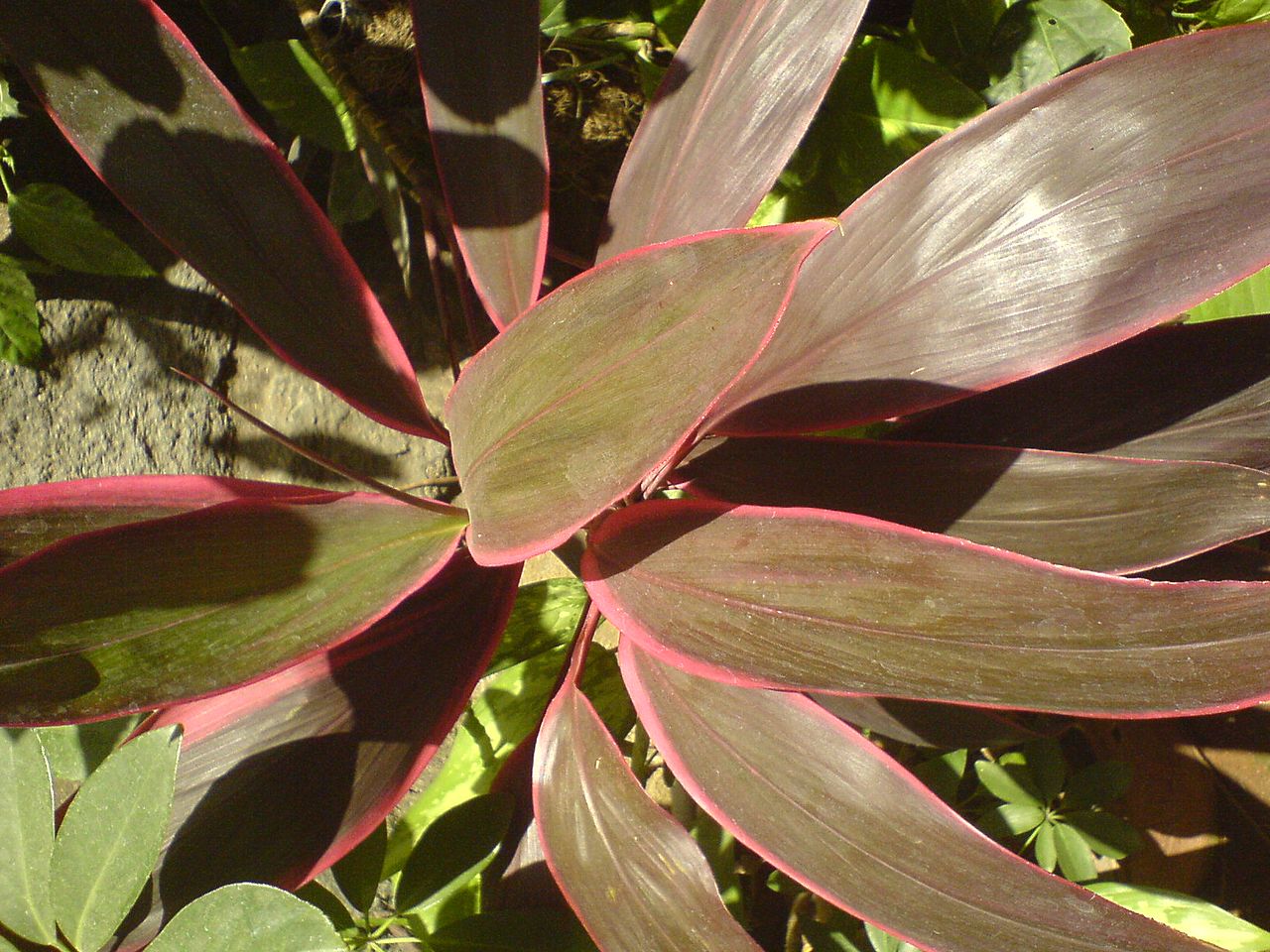 Tropical Looking Plants