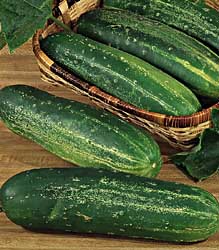 straight eight cucumbers