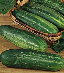 straight 8 cucumber