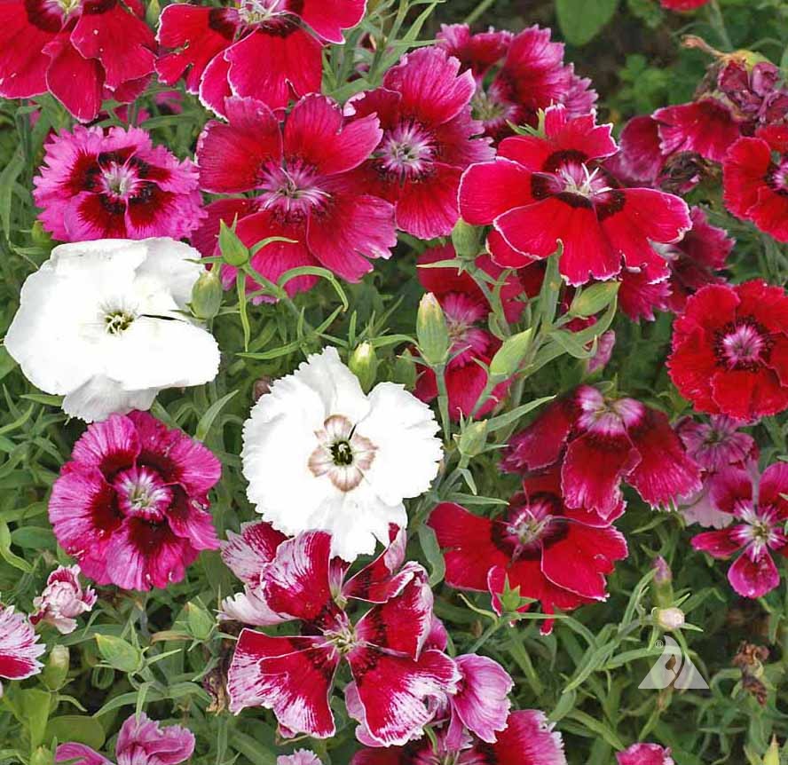 Jim S Favorite Dianthus Carnation Flower Garden Seeds,Common Birds In Pa