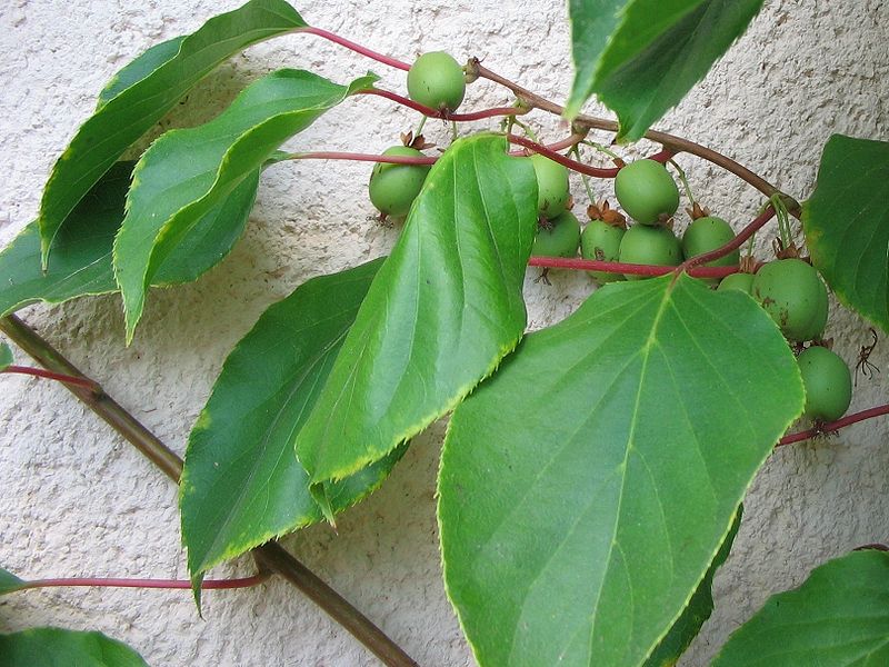 What's that string of bright red, waxy berries in the hedge