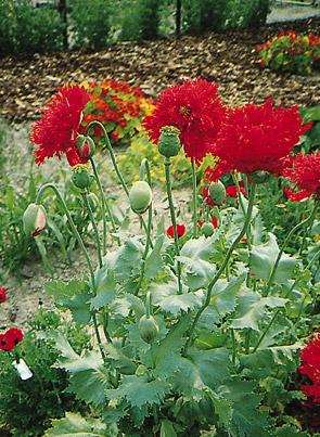 Scarlet Peony Poppy Organic Seeds - 600 Seeds