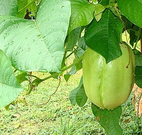 NEW VARIETY EDIBLE SKY SQUASH seeds:Morrenia Odorata,BEAUTIFUL delicious fruits 