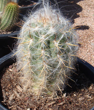 Frithia humilis @J@ exotic white flower rare cactus mesembs cacti seed 100 SEEDS 