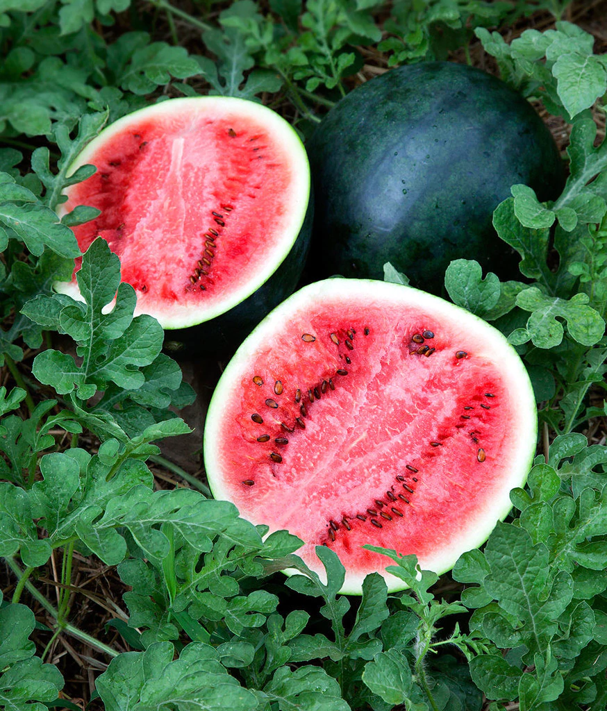 Asian Tasty F1 Hybrid watermelon Red Sugar