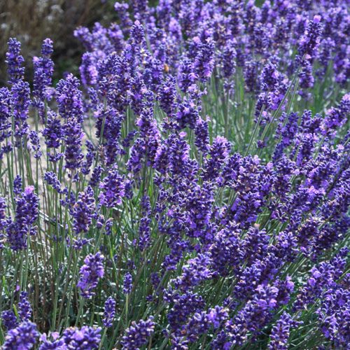 English Lavender Seeds, Lavandula angustifolia Great Lavender for Drie –  Mountainlily Farm