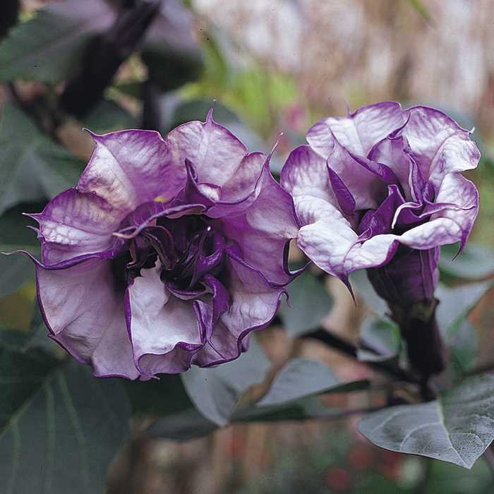 Datura and Brugmansia Seeds from around the world