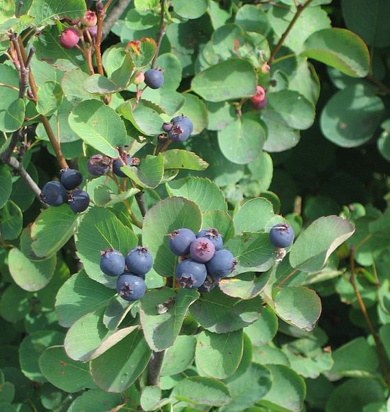 Delicious Blueberry fruit seeds rare fruits tree seeds for-home garden plantinG$ 