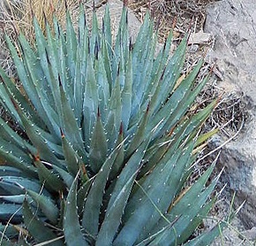RARE ARGYRODERMA PATENS living stone exotic mesem cactus succulent seed 20 SEEDS 