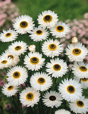 Outsidepride Helipterum Rose Paper Daisy Everlasting Flowers Great for  Dried Floral Arrangements - 1000 Seeds