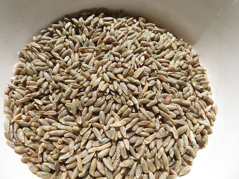 Winter Rye grain seed for homegrown rye and sourdough bread
