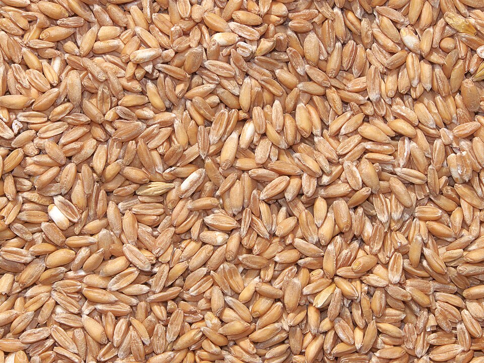 Spelt ancient grain seed for home growing and bread making