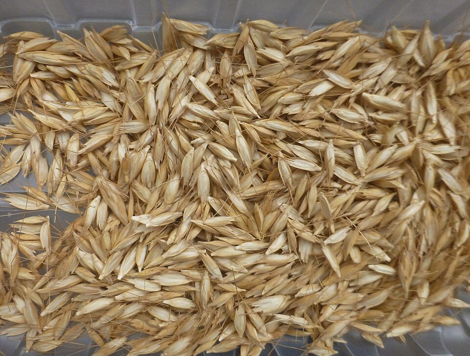 Einkorn ancient wheat grain seed for home growing and milling