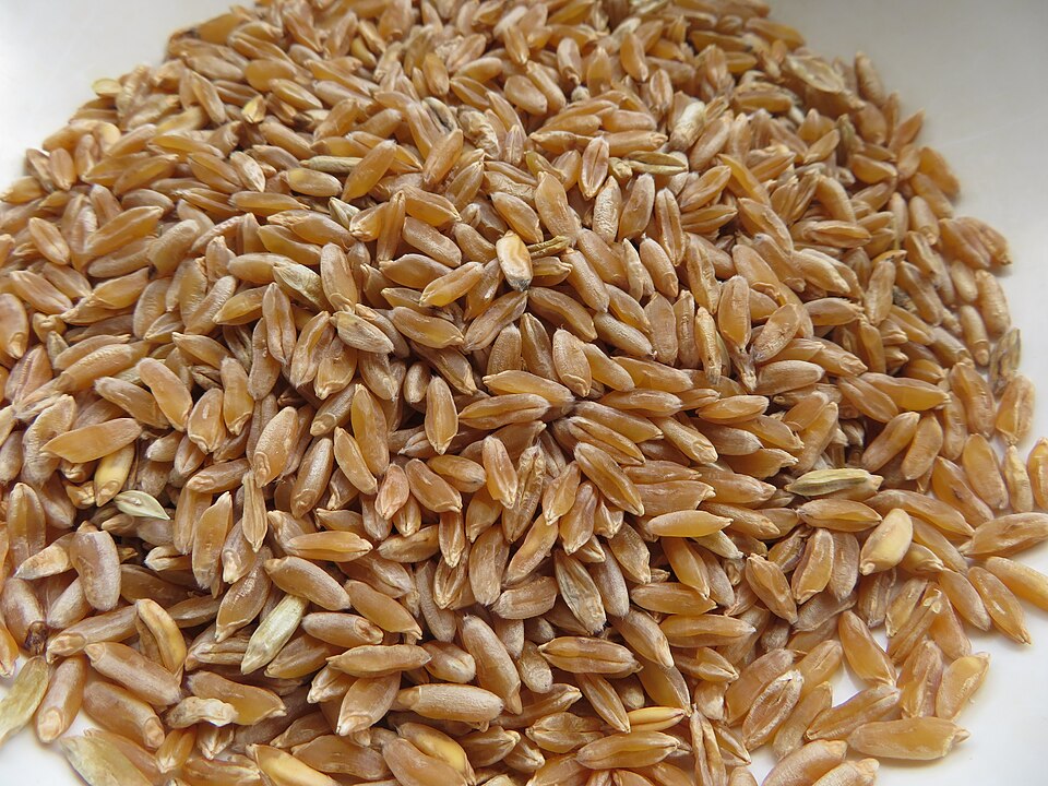 Khorasan ancient wheat grain seed for home growing and sourdough