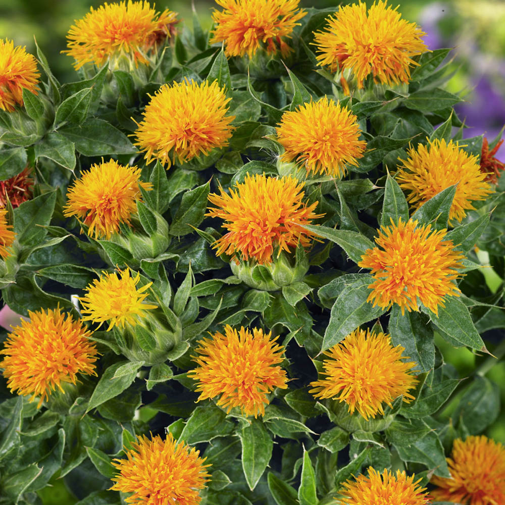 Seedman's Safflower Seeds