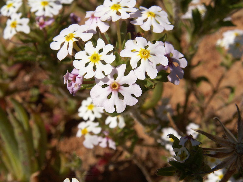 IM083 Midnight Candy ( Zaluzianskya capensis )