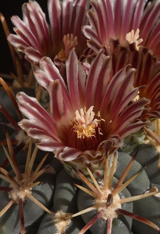 Matucana Madissoniorun RED @J@ exotic flowering cacti  rare cactus seed 50 SEEDS 