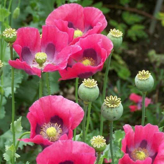 The Prettiest Poppies