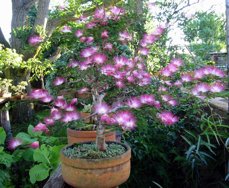 Rare Calliandra Bonsai Japanese Calliandra Bonsai Tree Seeds Uk Stock 