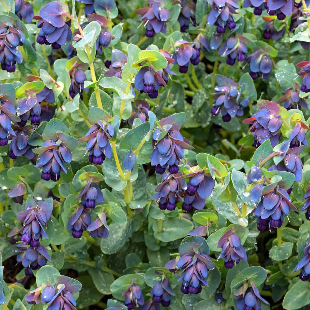 Petunia Vintage Lone Star Seed Packet, Heavenly Blue