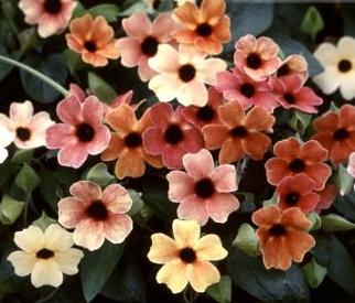 Climbing Flowers Mix ~10 Top Quality Seeds RARE Flowers for Garden Fences etc 