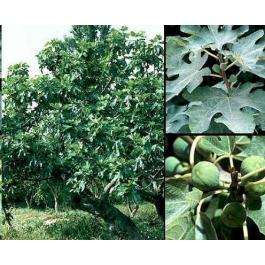 Common Fig ( Ficus carica )