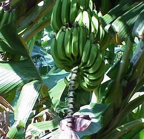 10/50 seeds Musa balbisiana Banana Tropical Plant Fruit Flower Red banana seeds