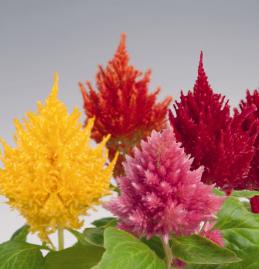 250 Red Celosia seeds Pamps Plume Flower showy easy grow  CombSH A63