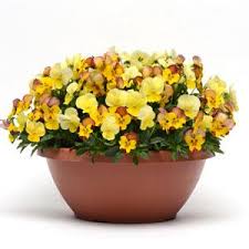 Marigold Strawberry Blonde with rose peach yellow antique blooms