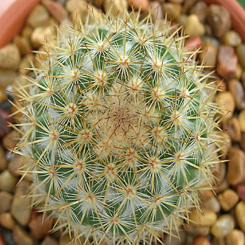RARE STENOCACTUS PHYLLANTHUS echinofosulocactus exotic brain cacti seed 10 SEEDS 