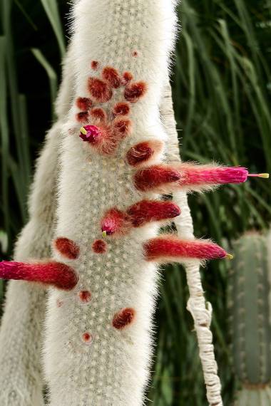 Astrophytum Columnare exotic columnar cacti rare collector cactus seed 50 SEEDS 
