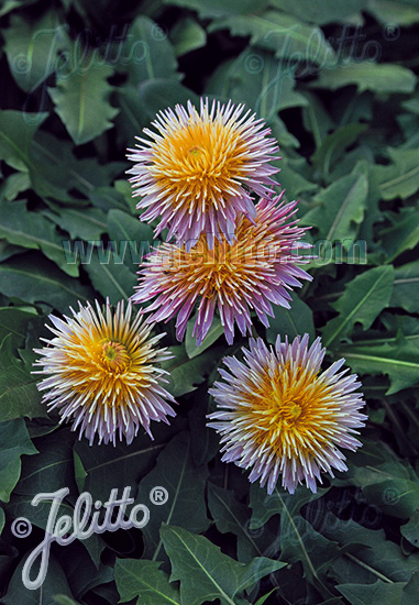 Pink Dandelion ( Taraxacum pseudoroseum )