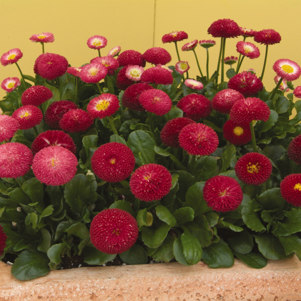 English Daisy Rose Bellis Perennis Super Enorma Seeds