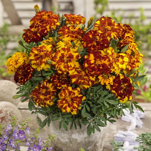 S/H See Our Store Dwarf Bolero Marigold 25 SEEDS Beautiful Blooms COMB 