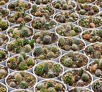 Frithia humilis @J@ exotic white flower rare cactus mesembs cacti seed 100 SEEDS 